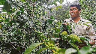 Café: producción histórica local se recuperará a partir de 2017