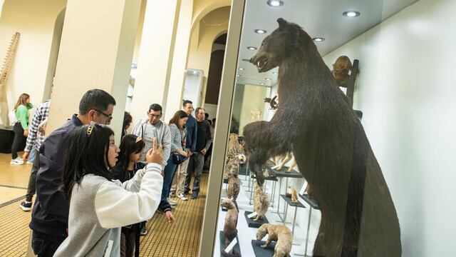Museo de Historia Natural: aventura y diversión en el fascinante espacio que acoge al ‘Perucetus colossus’
