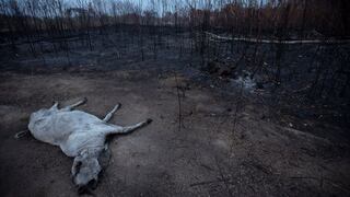 Incendios en la Amazonía | El indignante destino que podrían tener las tierras quemadas
