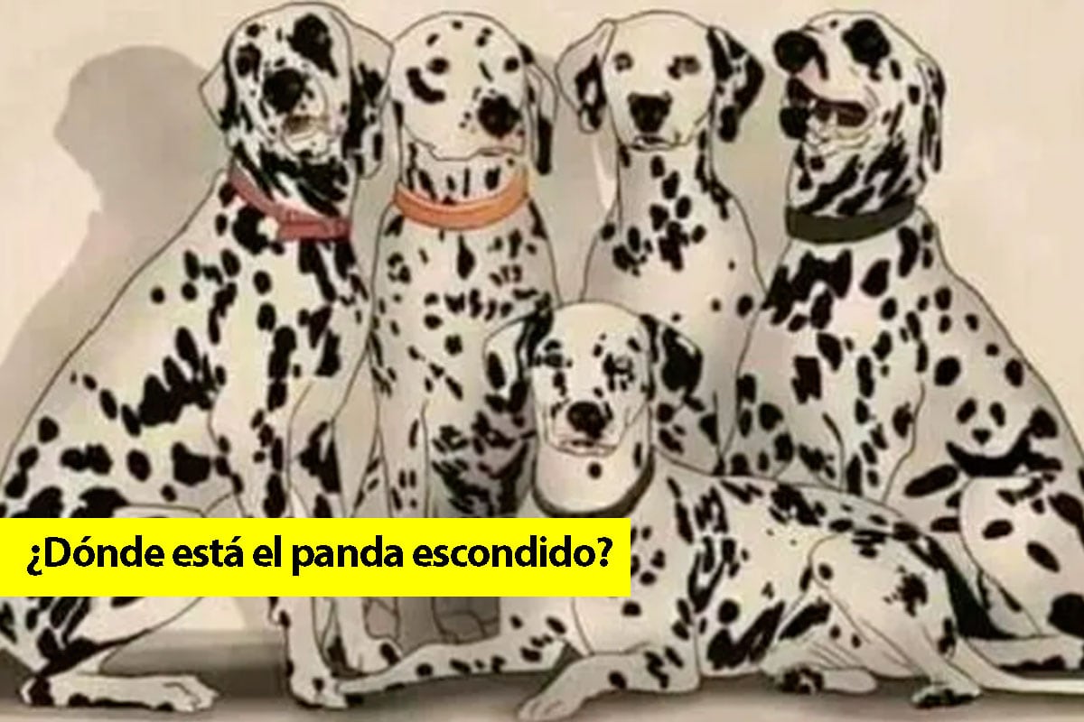 Si eres un lector muy detallista en las imágenes, te será más fácil hallar al oso panda entre los 5 perros dálmatas. (Foto: TimesOfIndia)