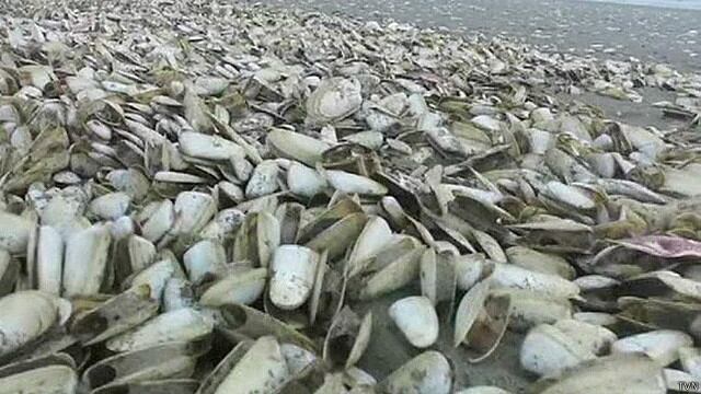 ¿Por qué están muriendo toneladas de peces en el sur de Chile?