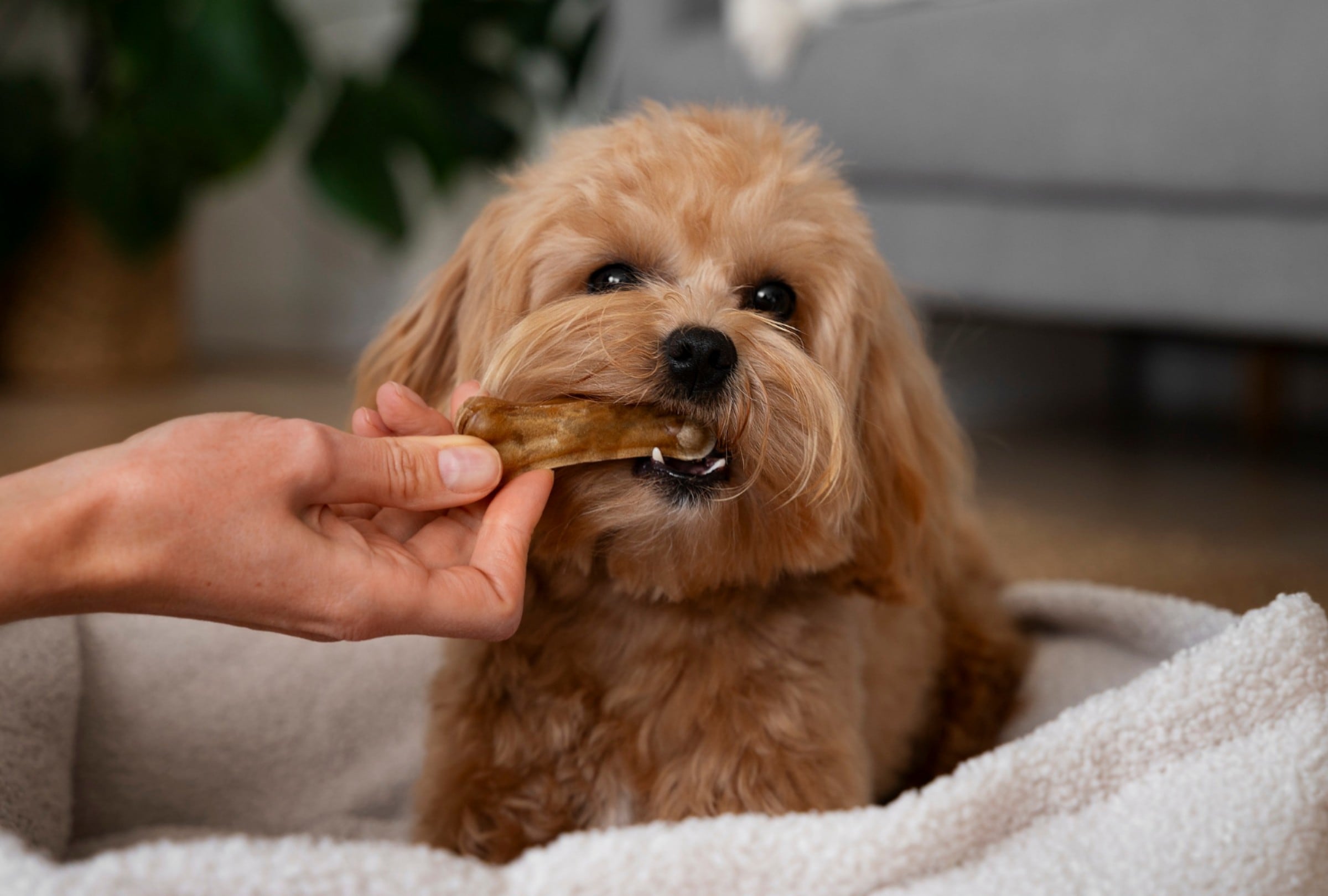 Veterinarios advierten que un error muy común al alimentar a los perros puede favorecer la obesidad y reducir su esperanza de vida. (Foto referencial: Magnific)