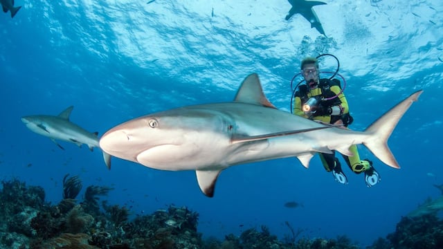 Asombrosos lugares donde los más avezados nadan con tiburones