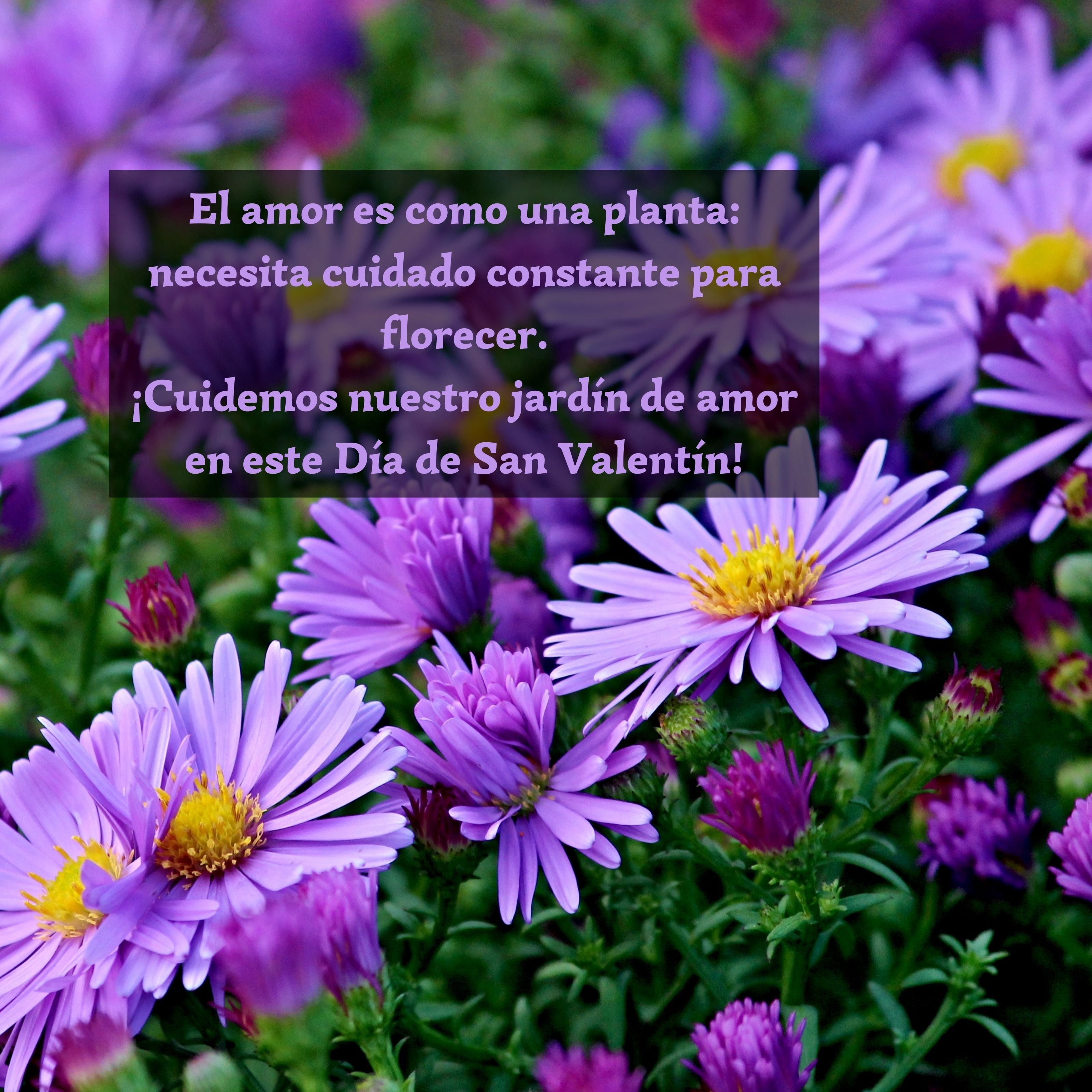 Una de las frases con la que puedes demostrar tu afecto por una persona este Día de San Valentín es: "El amor es como una planta: necesita cuidado constante para florecer. ¡Cuidemos nuestro jardín de amor en este Día de San Valentín!". (Foto: Composición Manfredrichter / Pixabay / MAG)