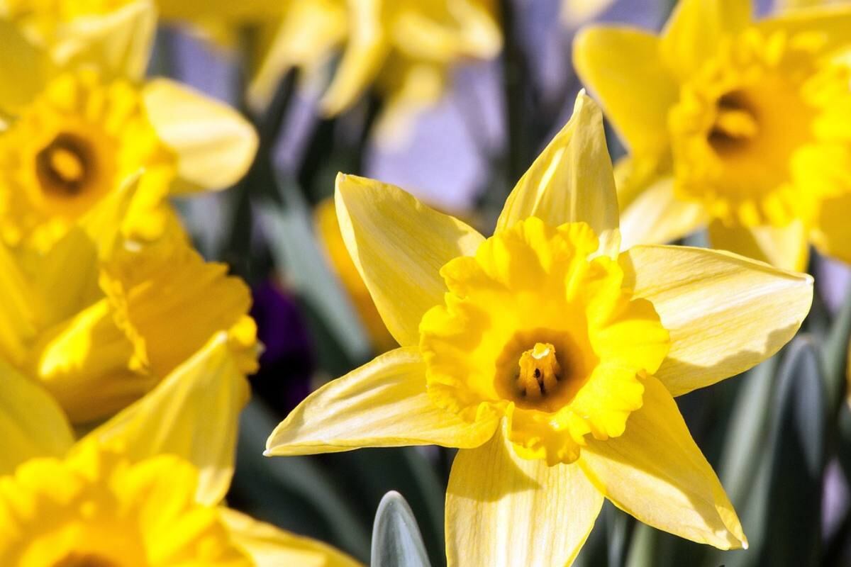 El narciso amarillo se asocia con la esperanza y el renacimiento en algunas culturas como en la griega. (Foto: Hand Lettering)