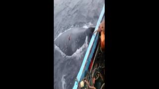 Ballena atrapada en red fue avistada por pescadores [VIDEO]
