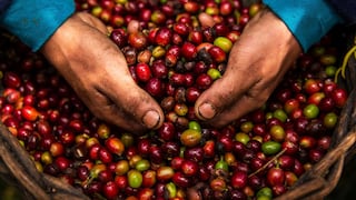 Producción y consumo del café se incrementa en el país