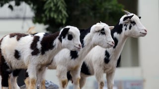 Parque de la Muralla: conoce a las 6 cabras alpinas que sorprenden a familias