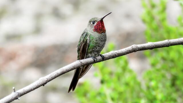 Global Big Day 2021: ¿Qué pasó durante la competencia de aves más importante del mundo?