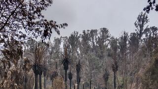 Incendios en Chile: ocho de las 400 hectáreas del Jardín Botánico Nacional son las únicas sin daños