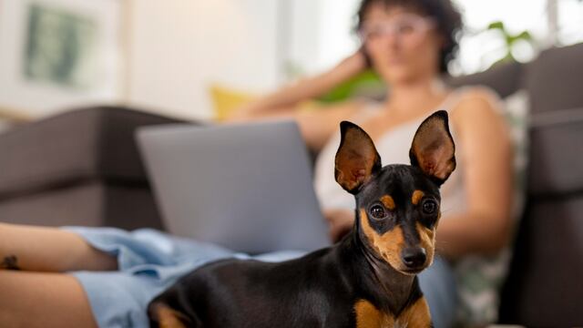 Ola de calor: ¿los tapetes de enfriamiento son una opción segura para mi mascota? Todo lo que debes saber