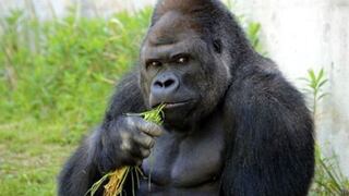 El gorila que le roba suspiros a las jovencitas en Japón