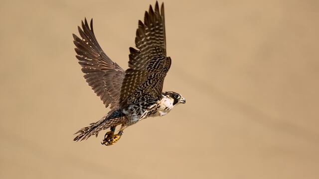 ‘El padrino de los halcones peruanos’ descubre el viaje épico del peregrino desde el Ártico 