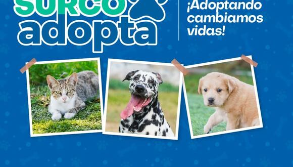 El programa Surco Adopta brinda la oportunidad de brindar un cálido hogar a los animalitos rescatados.