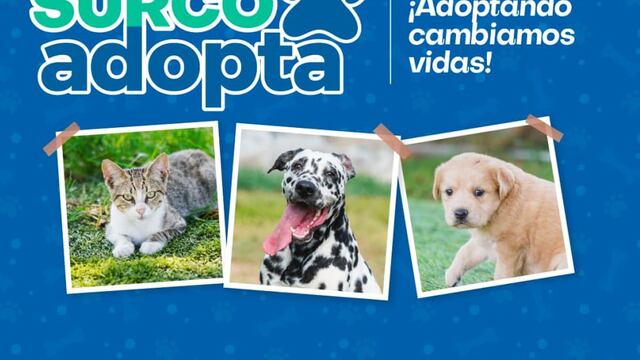 Vecinos de Surco podrán adoptar mascotas rescatadas a través de plataforma web del municipio