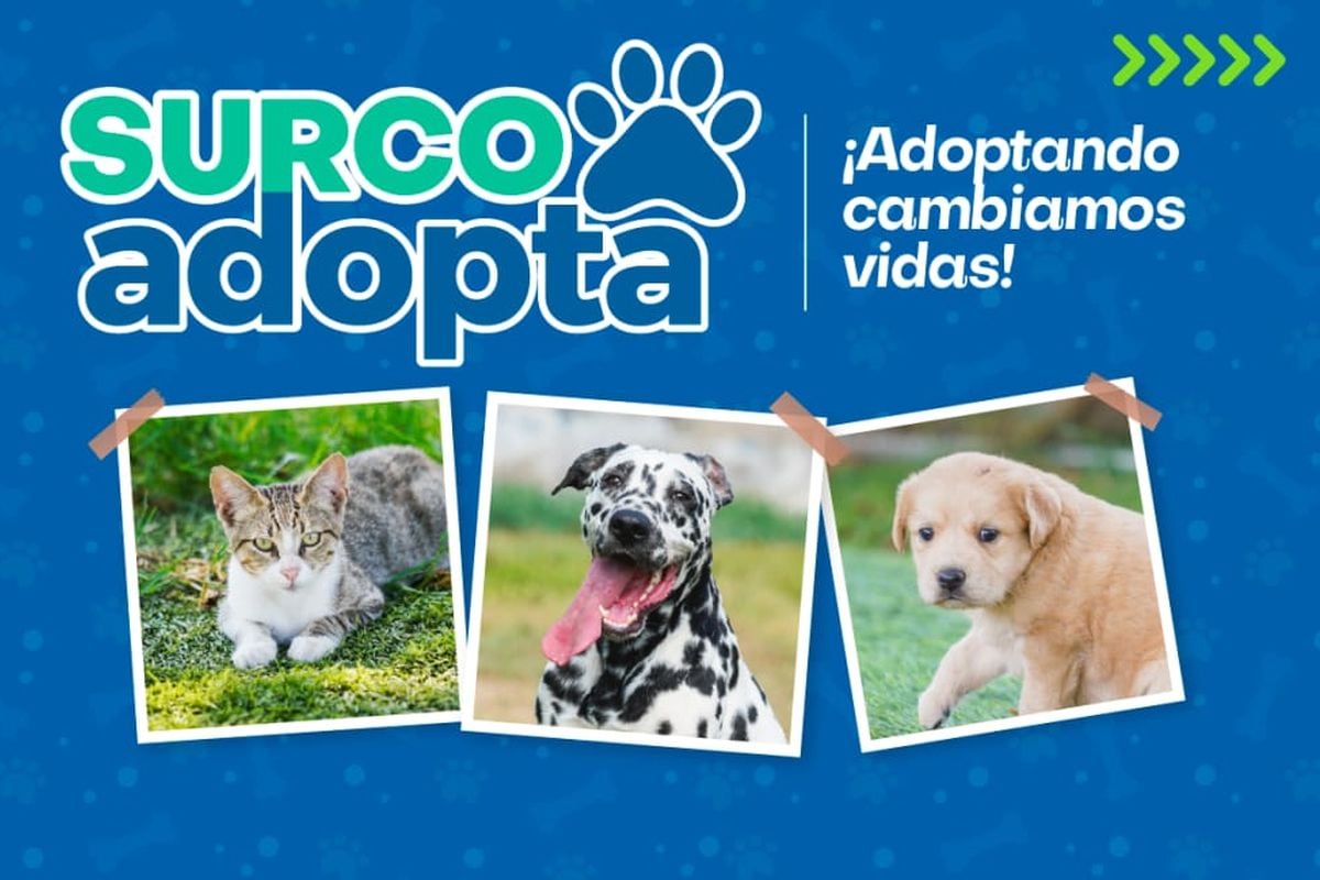 El programa Surco Adopta brinda la oportunidad de brindar un cálido hogar a los animalitos rescatados.