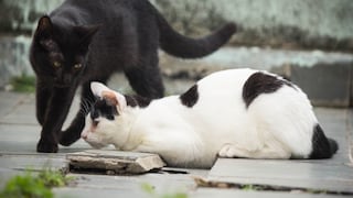 Este es el beneficio que tienen los gatos cuando están en la calle de manera supervisada