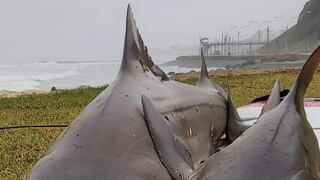 ¿Por qué aparecen tiburones varados en la Costa Verde?