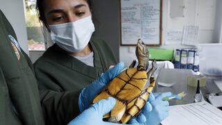 Tráfico de especies en Perú: el delito invisible que pone en riesgo a los ecosistemas y a la salud pública