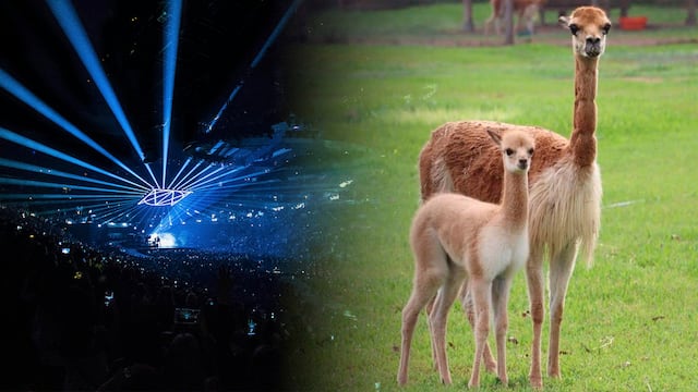 ¿Cuál es la construcción que genera expectativa pero pondría en peligro a los animales del Parque de las Leyendas? | Composición: Pexels / Agencia Andina