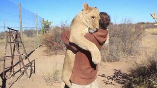 El amoroso abrazo diario de una leona al hombre que la rescató