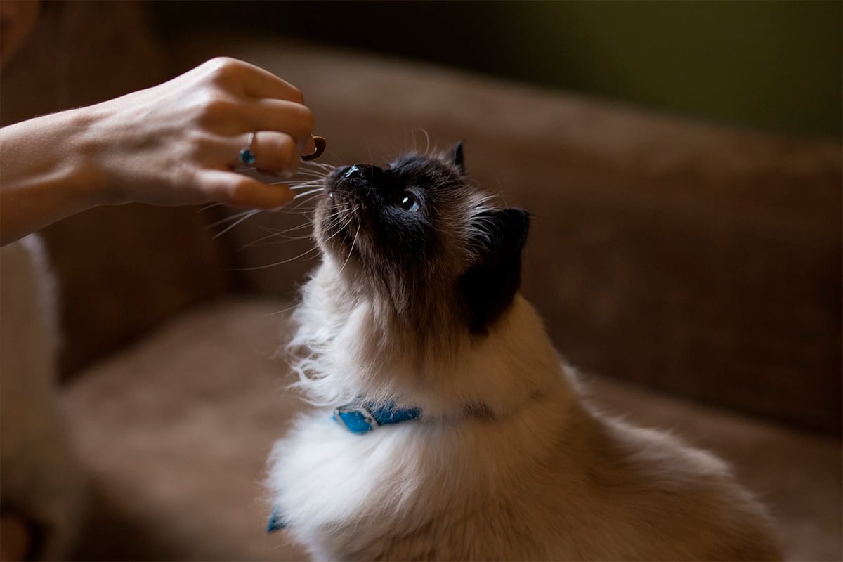 La ingesta de cucarachas en los gatos puede provocarle vómitos y hasta intoxicaciones serias (Foto: @StockSnap / Pixabay)