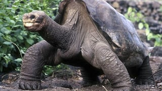 Tortugas prehistóricas de la Amazonía serían ancestros de las de Galápagos