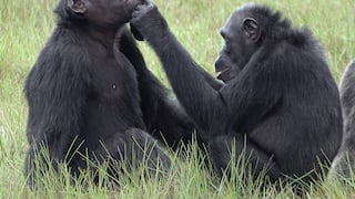 ¿Medicamento natural? Observan a chimpancés aplicando restos de insectos sobre sus heridas
