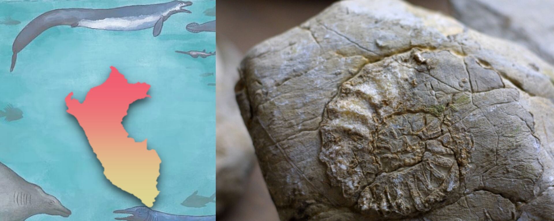 Cuando el Perú estaba bajo el agua: breve historia de nuestra fauna prehistórica a propósito del Perucetus