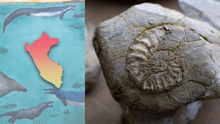 Cuando el Perú estaba bajo el agua: breve historia de nuestra fauna prehistórica a propósito del Perucetus