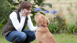 Viajeros llaman a casa en vacaciones para hablar con sus perros