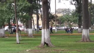 Cercado de Lima: árboles viejos presentan deterioro por hongos y plagas
