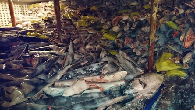 China defiende a los pescadores atrapados con miles de tiburones muertos en Ecuador