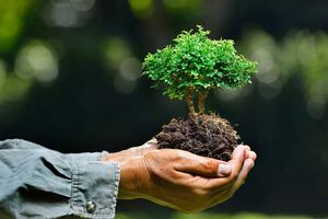 Día del árbol en Perú: Desde cuándo se celebra y cuál es el origen de la fecha