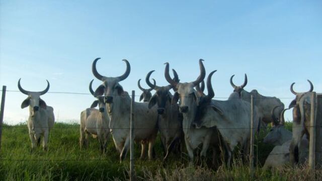 En Brasil desarrollan el primer clon animal a partir de célula adiposa