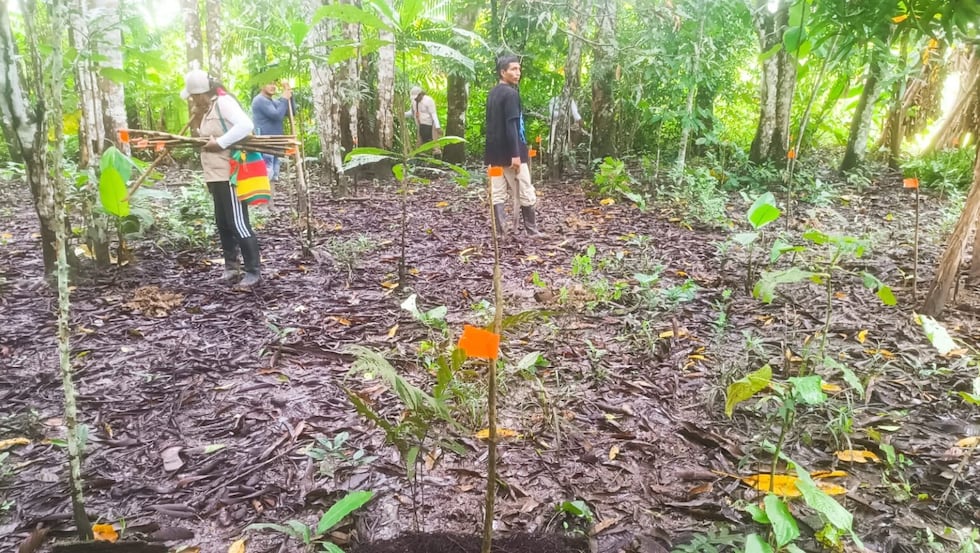 Siembra de plántulas por parte de la guardia indígena de la comunidad de Atacuari, al occidente del trapecio amazónico, cerca de la frontera entre Colombia y Perú. Cortesía Fundación FUCAI