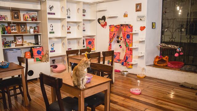 WUF: Catfetín, el primer ‘cat café’ del Perú está en Cusco y funciona como centro de adopciones