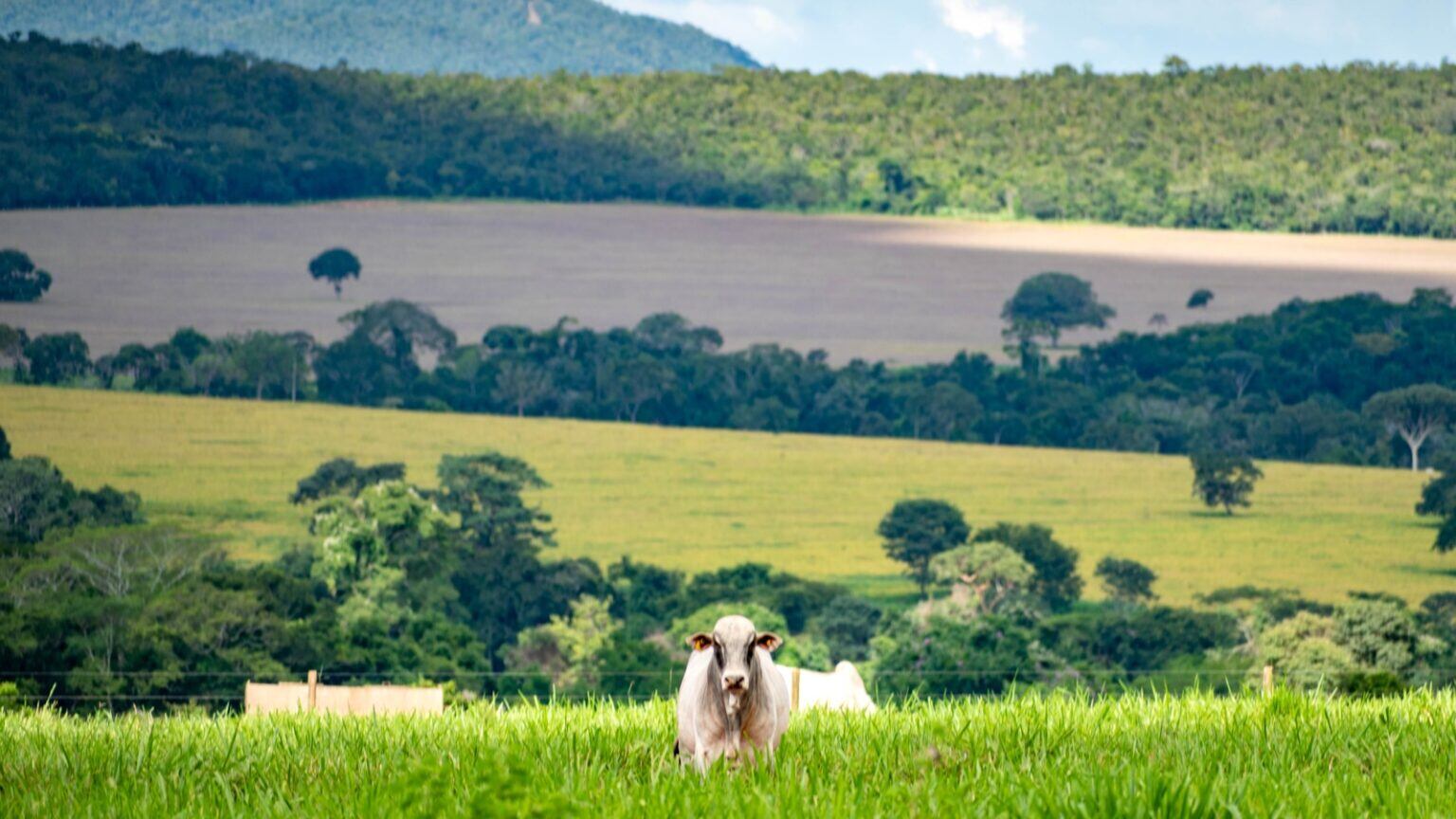 La ganadería y la agricultura son dos de los motores de la deforestación en El Cerrado. Foto: Lapig