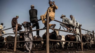 ¿Cómo satisfacer la demanda de carne de 200 millones de nigerianos? | FOTOS