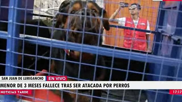 San Juan de Lurigancho: bebe de tres meses falleció tras ser atacada por dos perros | VIDEO
