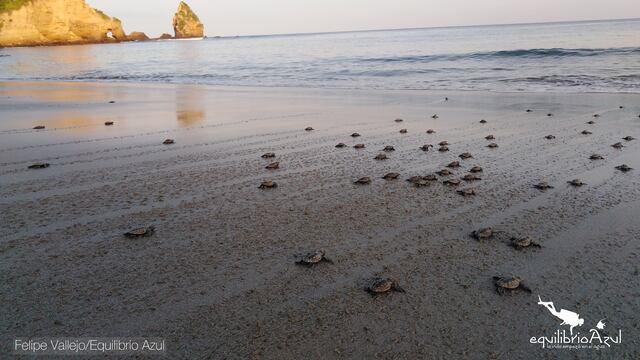 Ecuador: invasores intentan vender lotes en una playa vital para la tortuga carey
