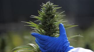 Colombia regula uso industrial del cannabis medicinal en alimentos, bebidas y textiles