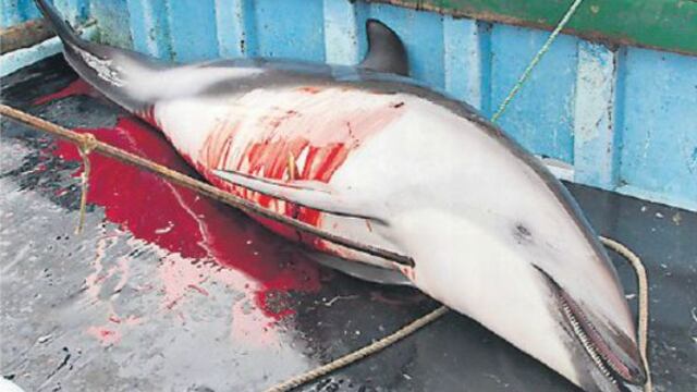 Matanza de delfines en Perú: cinco acciones para combatir la pesca ilegal