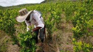 Día del campesino: Productividad del agro local entre las más bajas de la región