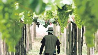 Ica: la ruta enológica en los viñedos del sur