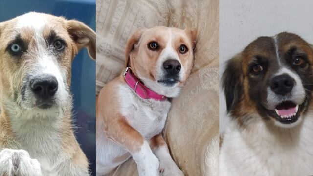 Día de la Madre: conoce la historia de 3 dueñas que buscan incansablemente a sus perros