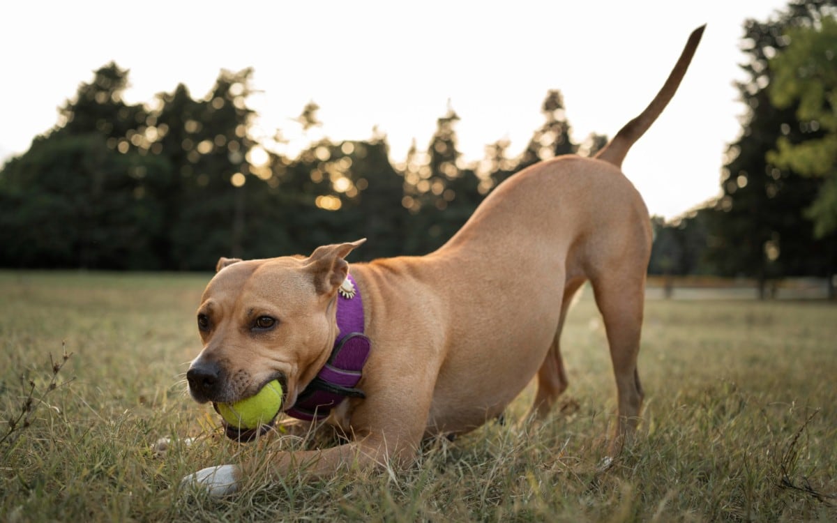 Una nueva ley en Michigan obliga a los dueños de perros y gatos a colocar microchips a sus mascotas. (Foto referencial: Freepik)