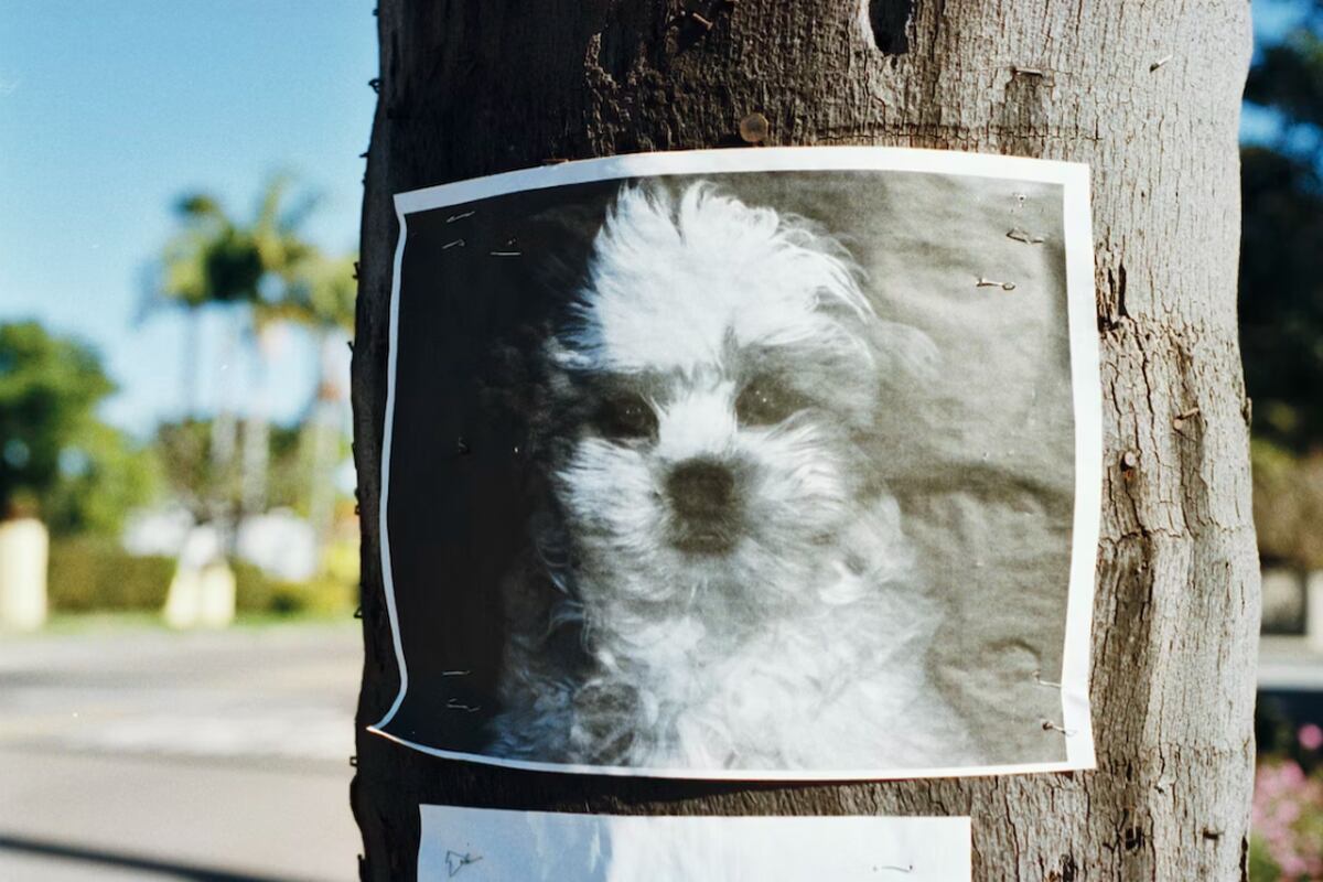 La foto de un perro perdido pegado en el tronco de un árbol. | Imagen referencial:
Randy Laybourne / Unsplash