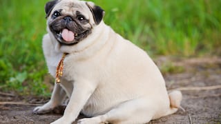 ¿Cómo darte cuenta si tu mascota sufre de sobre peso?