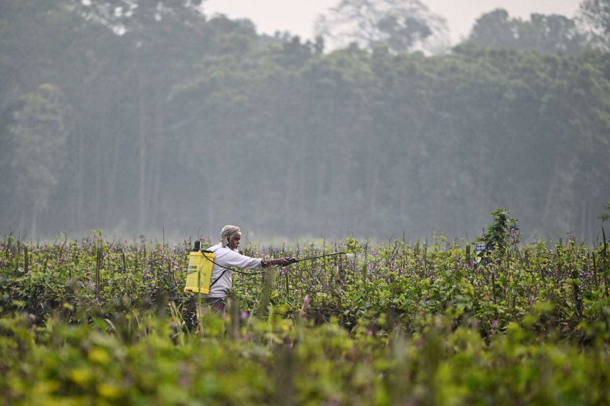 El uso de pesticidas contribuye a una merma de las poblaciones de insectos que se puede cifrar en una media de entre el 2 y el 3 por ciento cada año.